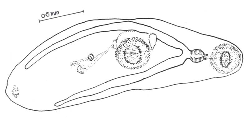 Представитель Семейства Cathaemasiidae
